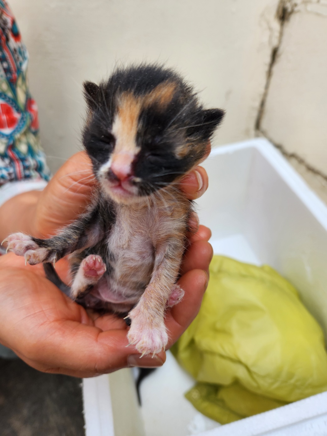 [고양이] 한국 고양이 부산-동구-2025-00029 유기동물 배경 이미지 입니다.